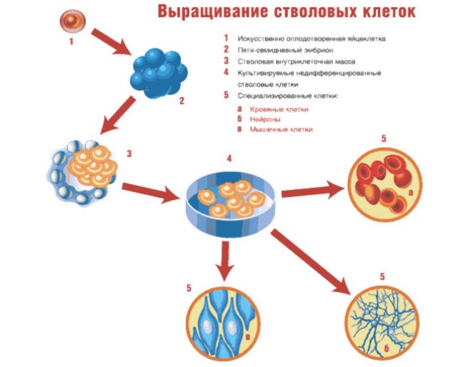 stvolovye kletki 1 655x514