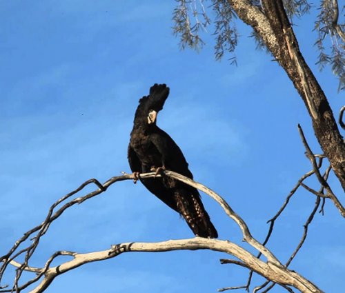 kakadu 500x425